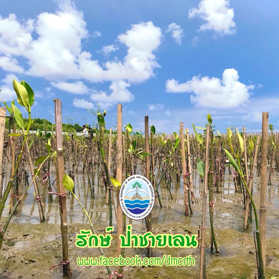 สวัสดี พี่น้องเครือข่ายรักษ์ทะเลไทย