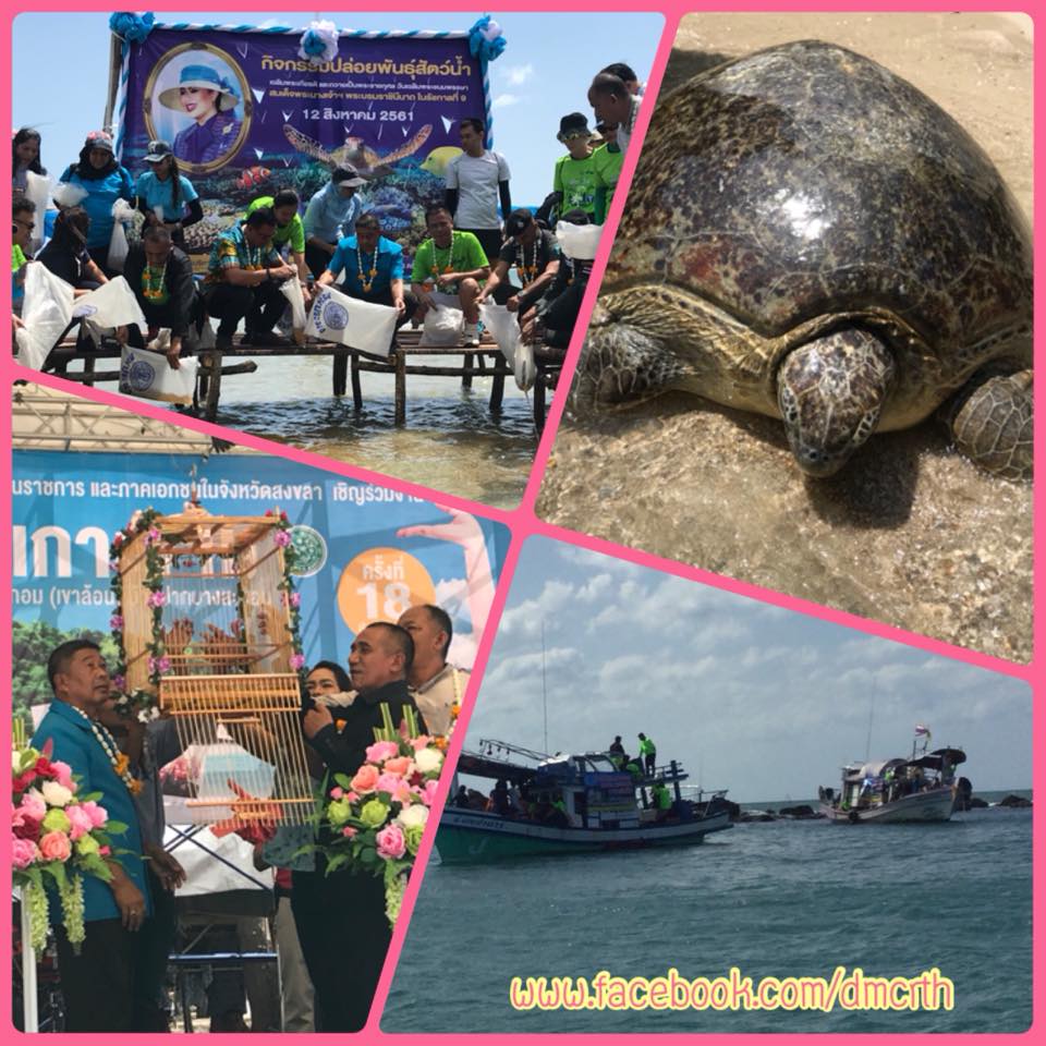 วันรักษ์เกาะขาม จัดงานที่หาดสะกอม (เขาล้อน)