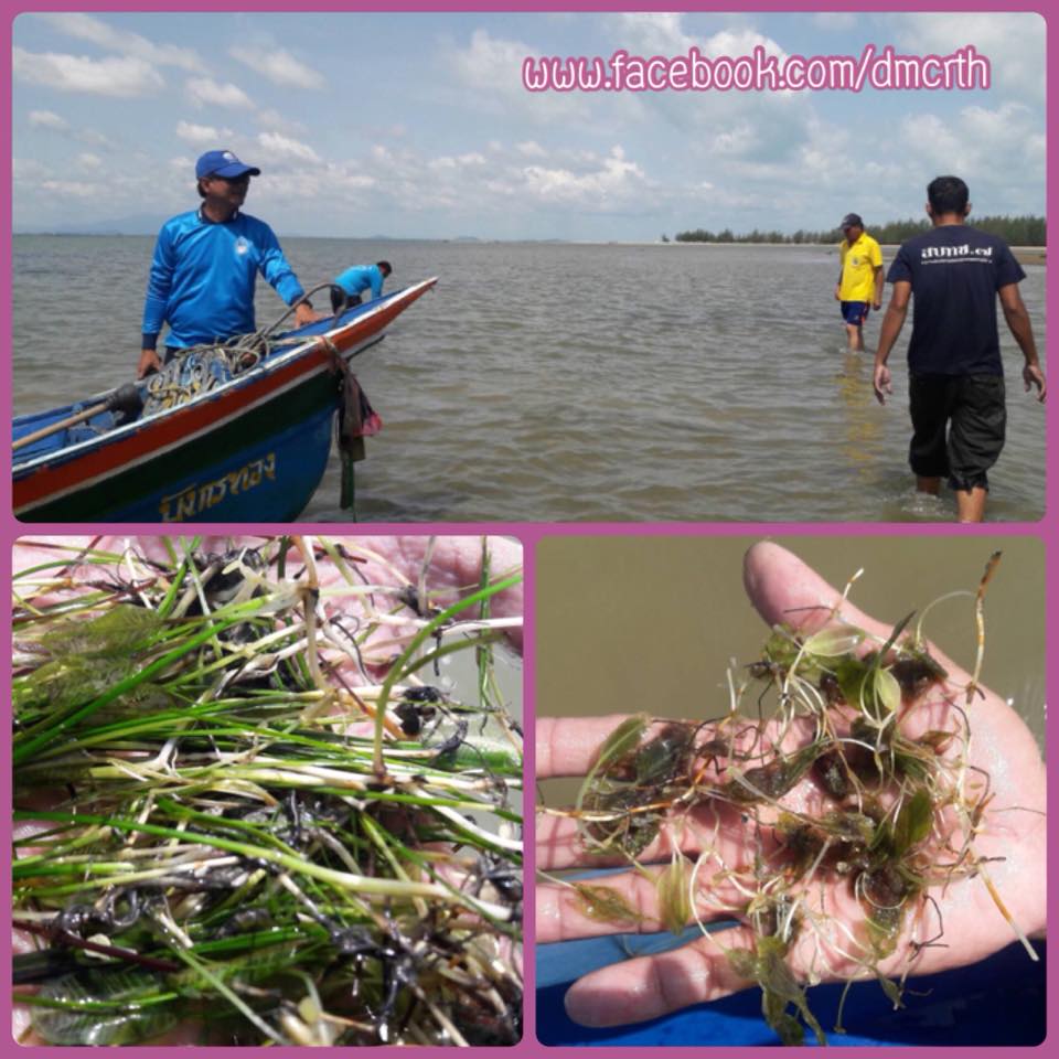สำรวจพื้นที่หญ้าทะเลปัตตานี เตรียมลงแปลงใหม่