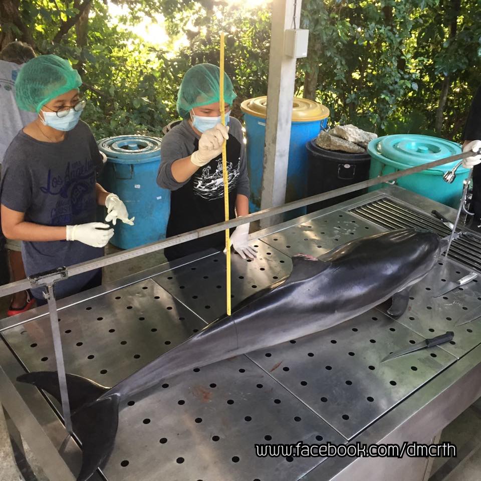 สุดยื้อโลมาลายแถบ เกยตื้นที่ภูเก็ตเสียชีวิตแล้ว