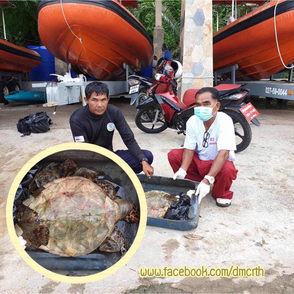 พบซากเต่ากระ ท่าเรือพัทยา