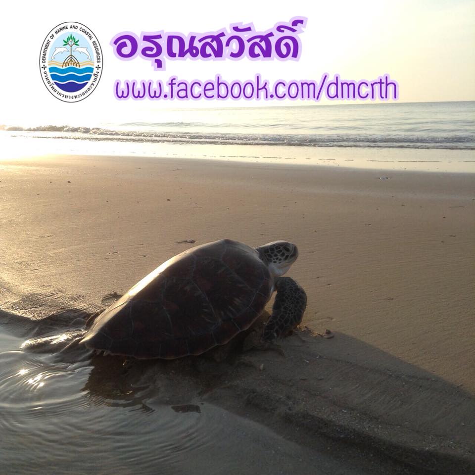 สวัสดี พี่น้องเครือข่ายรักษ์ทะเลไทย