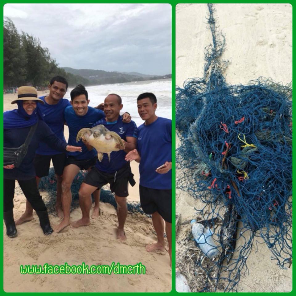 พบเต่าตนุติดเศษอวน เกยตื้นทะเลภูเก็ต ล่าสุดปลอดภัยแล้ว