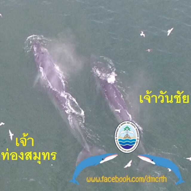 สวัสดี พี่น้องเครือข่ายรักษ์ทะเลไทย