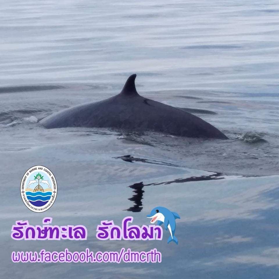 สวัสดี พี่น้องเครือข่ายรักษ์ทะเลไทย