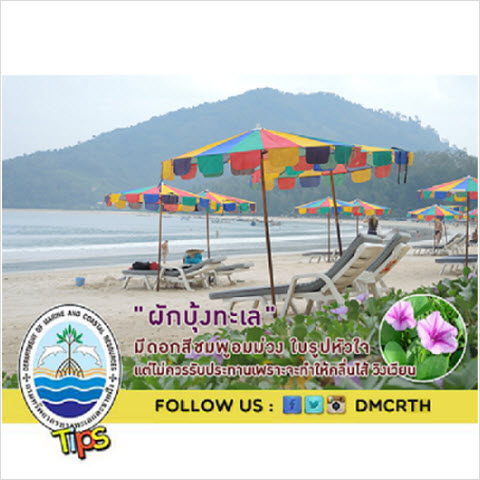 ผักบุ้งทะเล สีสวยแต่ไม่ควรรับประทาน