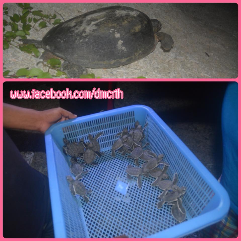 สัญญาณที่ดี...พบแม่เต่าตนุขึ้นวางไข่และพบลูกเต่าเพิ่งฟักบนเกาะกระ