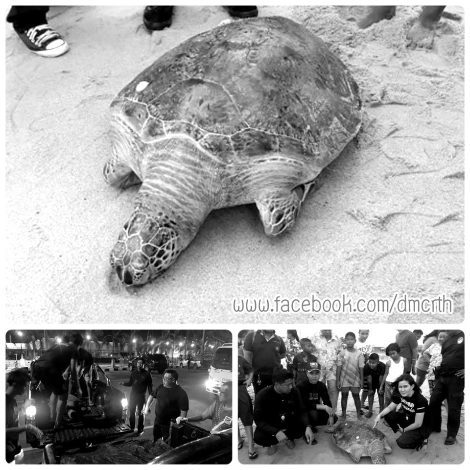 พบซากเต่าตนุ เกยตื้นหาดแหลมเจริญ