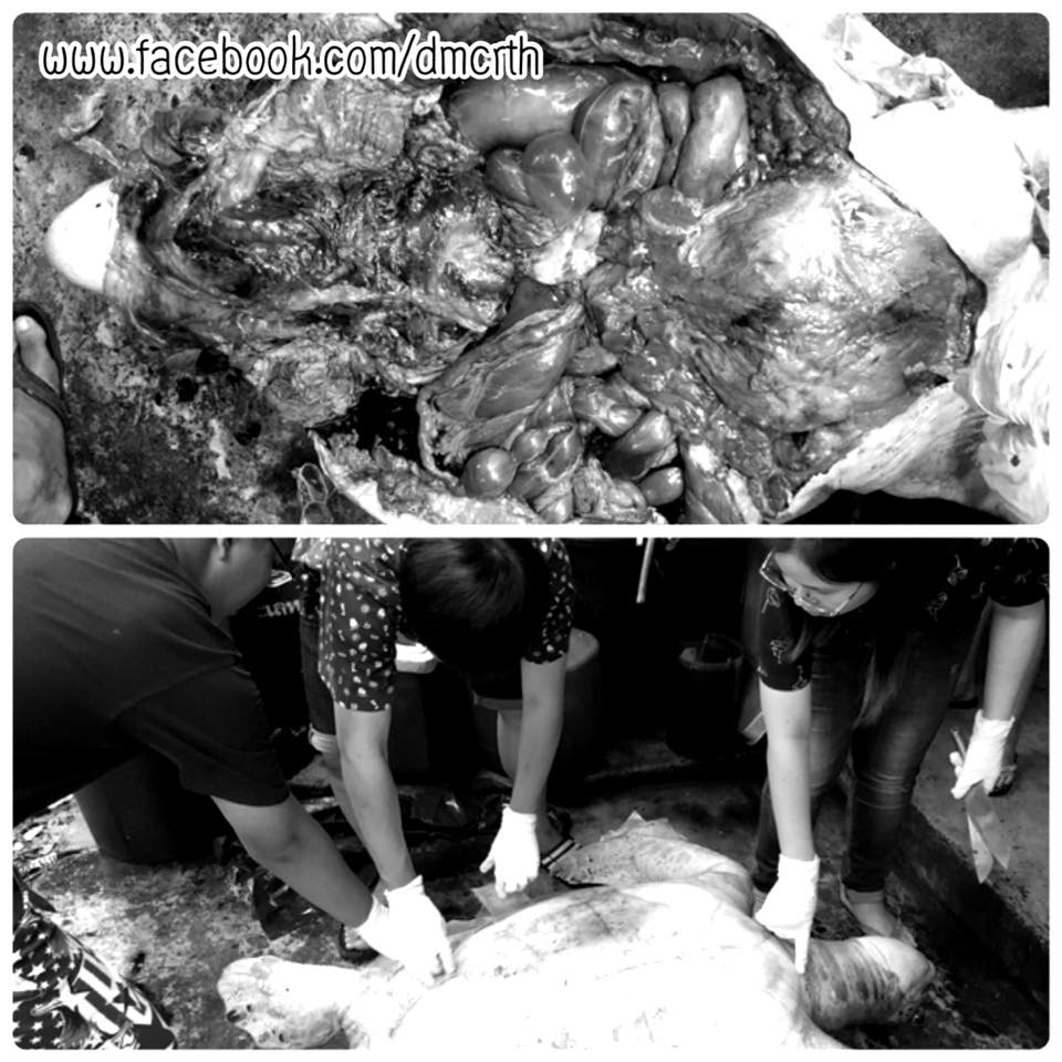 ผลชันสูตรซากเต่าตนุ ที่เกยติ้นมาจากชายฝั่งบ้านเก้ายอด