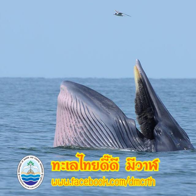 สวัสดี พี่น้องเครือข่ายรักษ์ทะเลไทย
