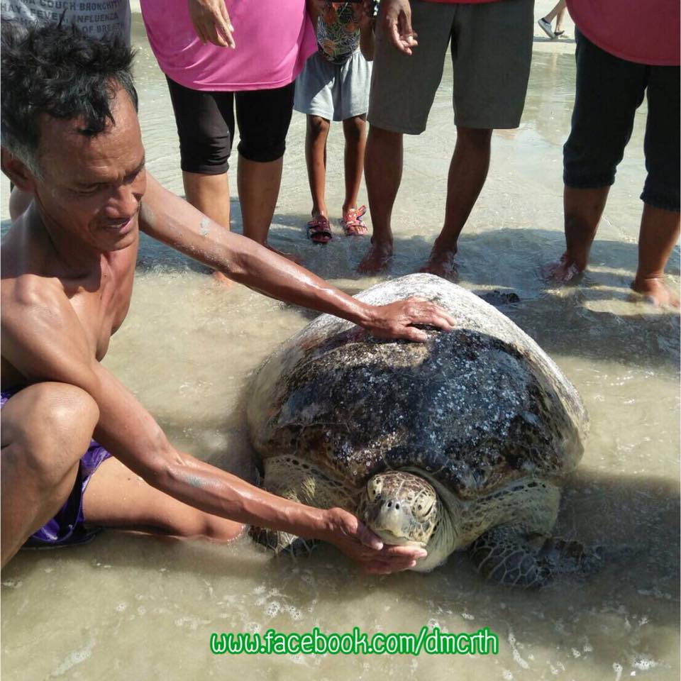 เครือข่ายทะเลช่วยเต่าทะเลป่วย เกยตื้นปากพนัง