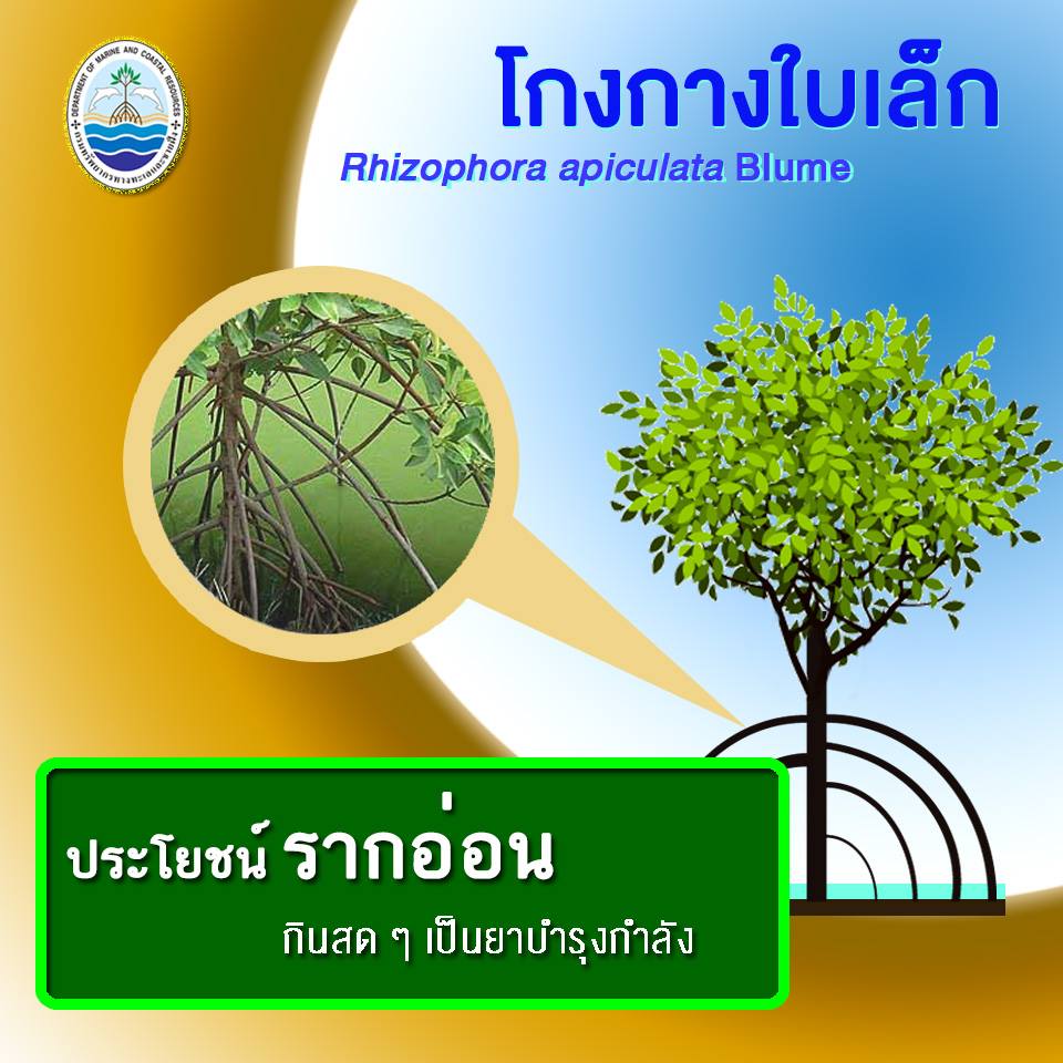 คุณประโยชน์ส่วนต่างๆของ ต้นโกงกางใบเล็ก