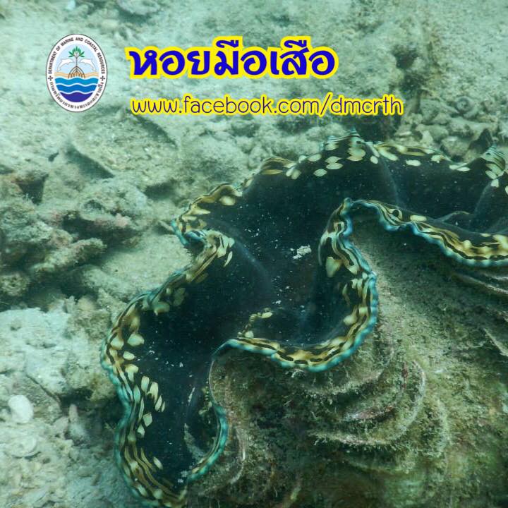 สวัสดี พี่น้องเครือข่ายรักษ์ทะเลไทย