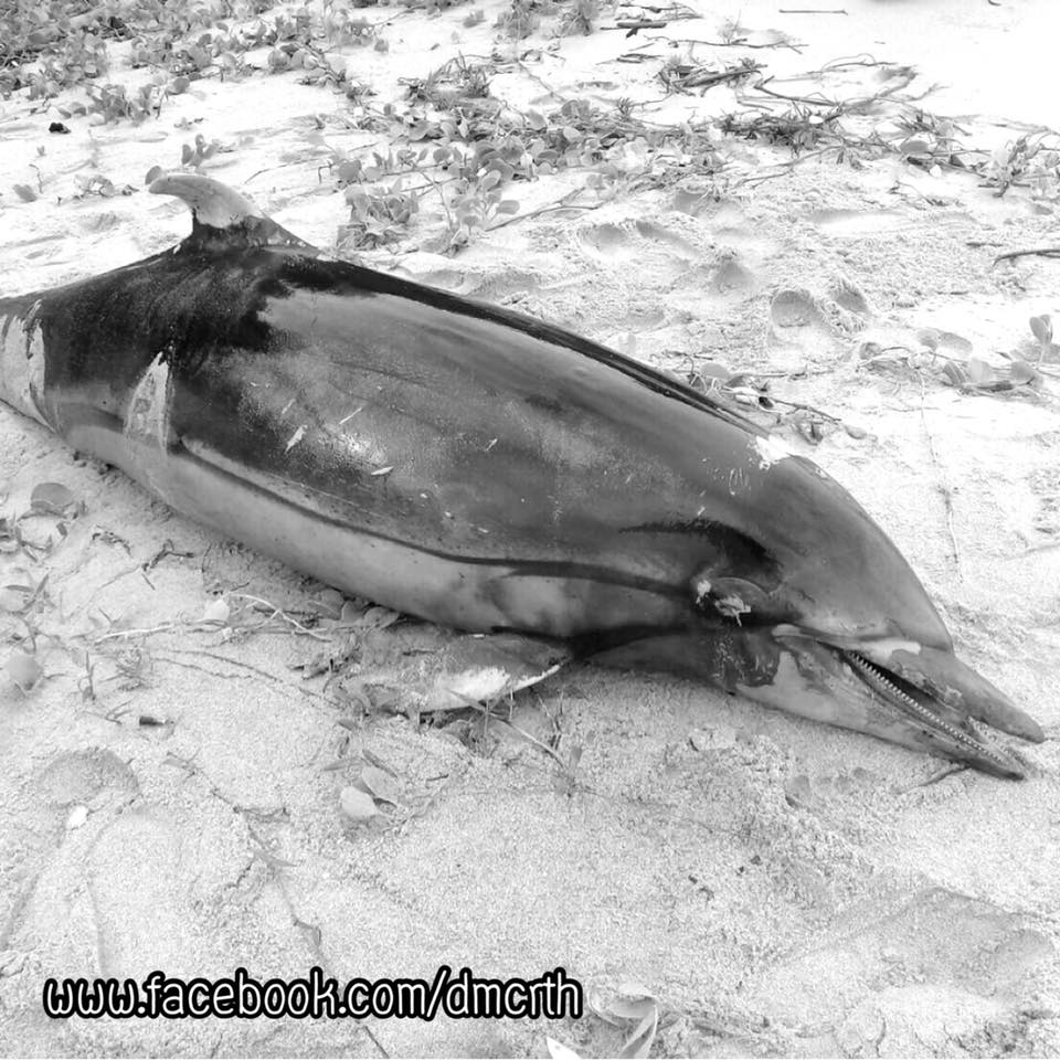 สุดเศร้า...พบซากโลมาลายแถบ ทะเลอันดามัน