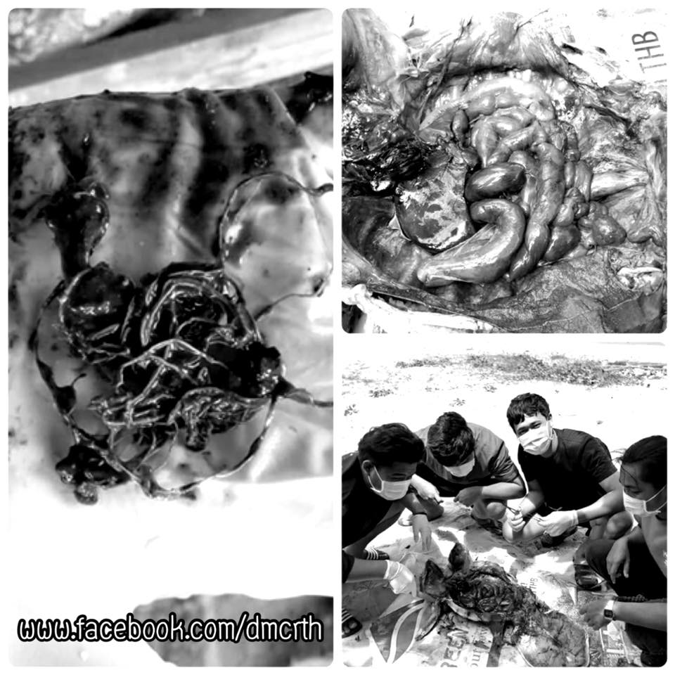 ผลชันสูตรเต่าทะเลเกยตื้น พบเชือกไนล่อนในทางเดินอาหาร