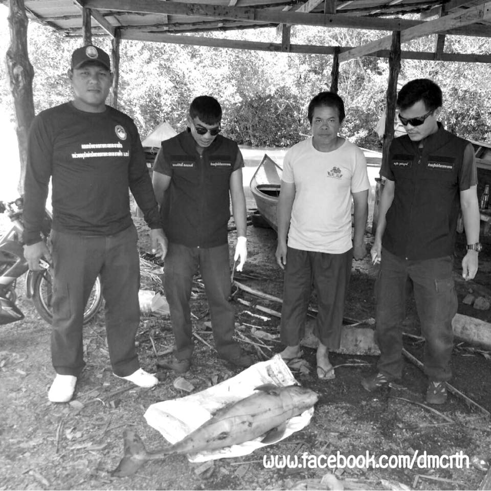 สลด สูญเสียอีก โลมาอิรวดีเกาะสุกร