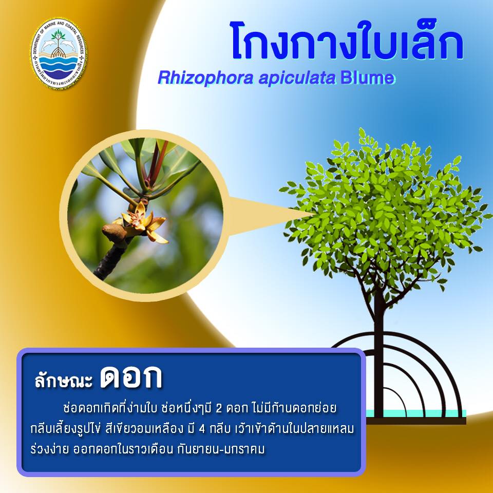 มารู้จักพันธุ์ไม้ป่าชายเลน ต้นโกงกางใบเล็ก กันเถอะ