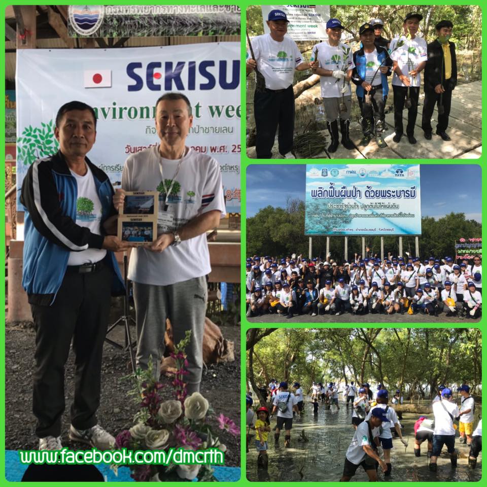 นำคณะ SEKISUI ญี่ปุ่น ปลูกป่าชายเลนคลองตำหรุ