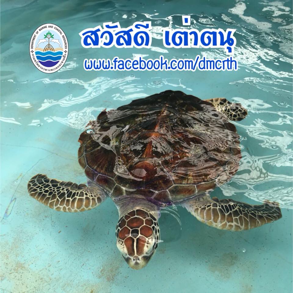 สวัสดี พี่น้องเครือข่ายรักษ์ทะเลไทย