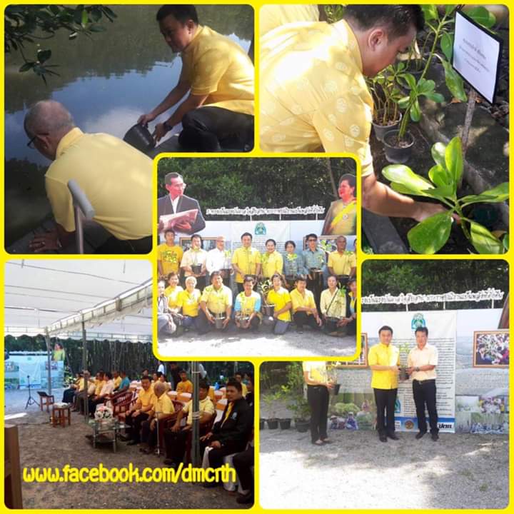 พี่น้องประจวบฯ รวมใจน้อมรำลึกต้นไม้ทรงปลูก ในหลวง ร.๙