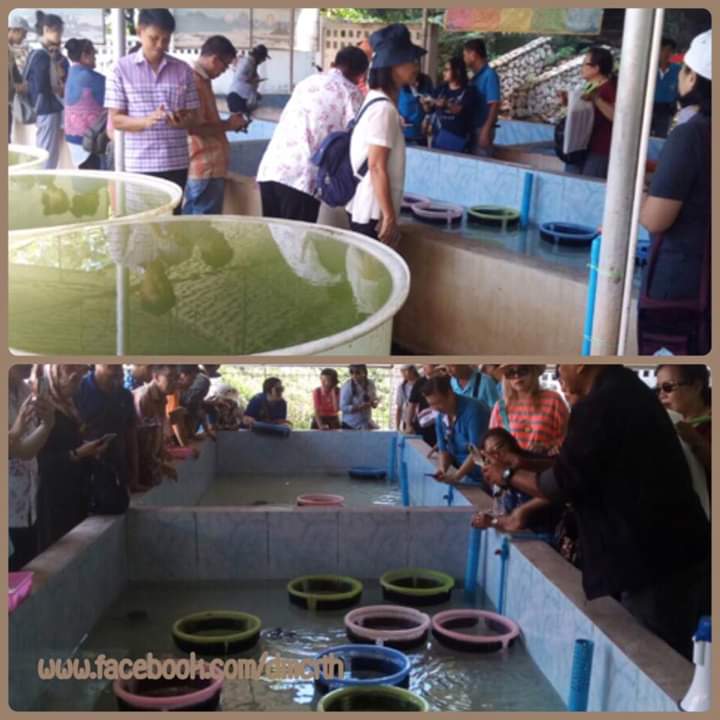 เผยแพร่ความรู้อนุรักษ์เต่าทะเล สู่พี่น้องเกาะยอ