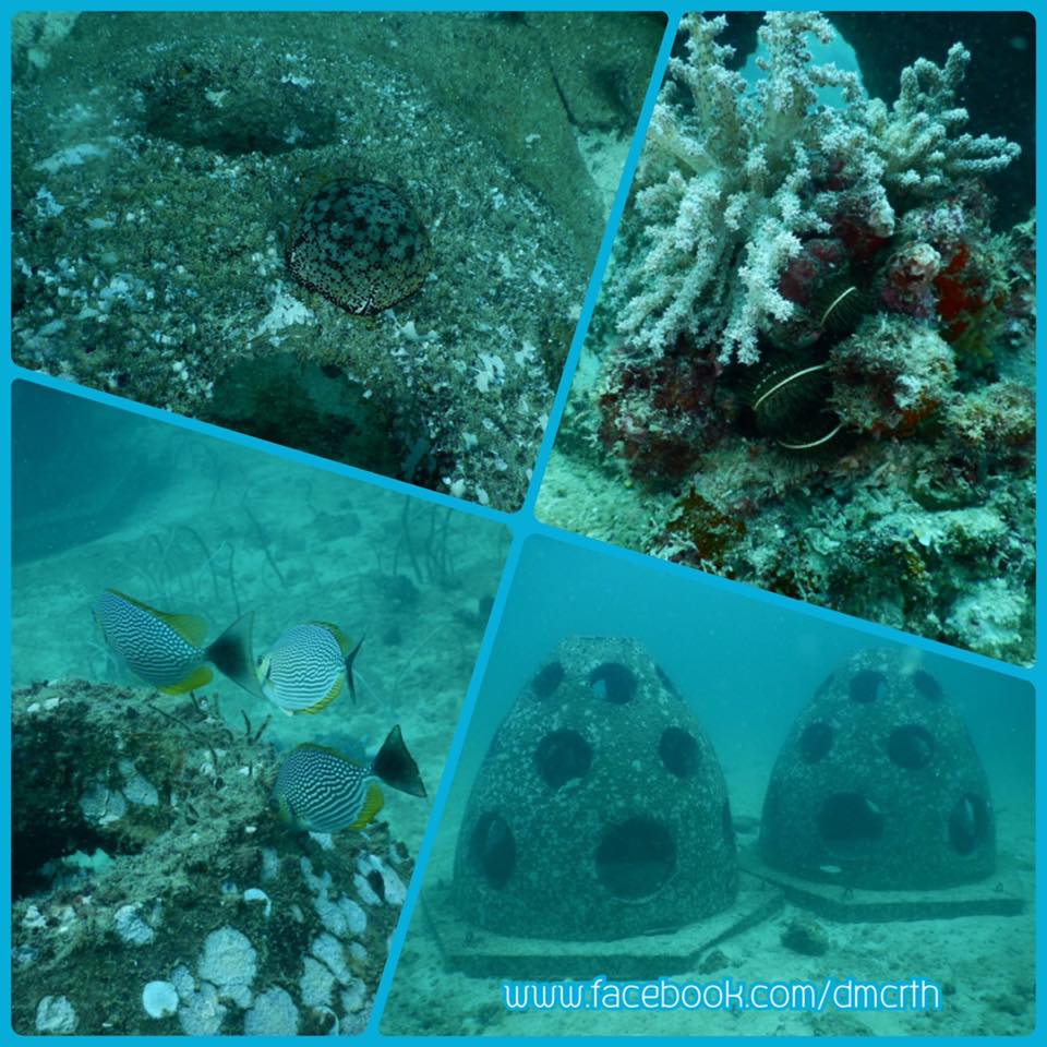 ติดตามผลปะการังเทียมรูปโดม เกาะไม้ท่อน