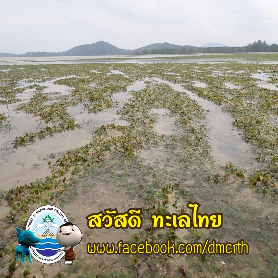 สวัสดี พี่น้องเครือข่ายรักษ์ทะเลไทย