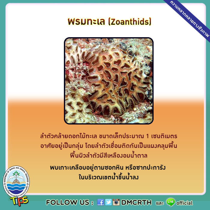 พรมทะเล (Zoanthids)