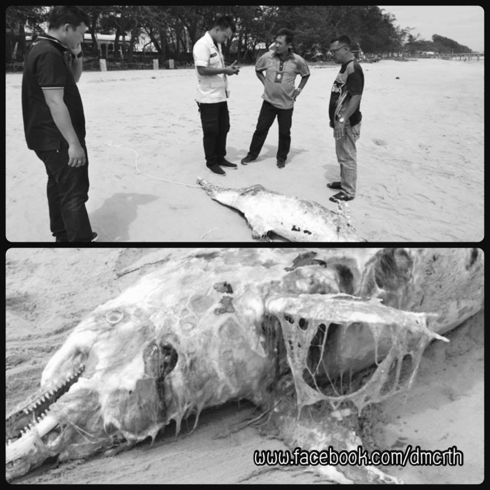 สุดเศร้า พบซากโลมาปากขวด หาดแม่รำพึง