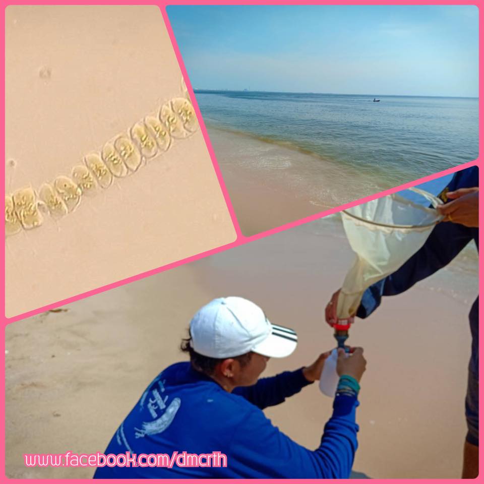 พบปรากฏการณ์ขี้ปลาวาฬ ๓ หาดดังทะเลระยอง