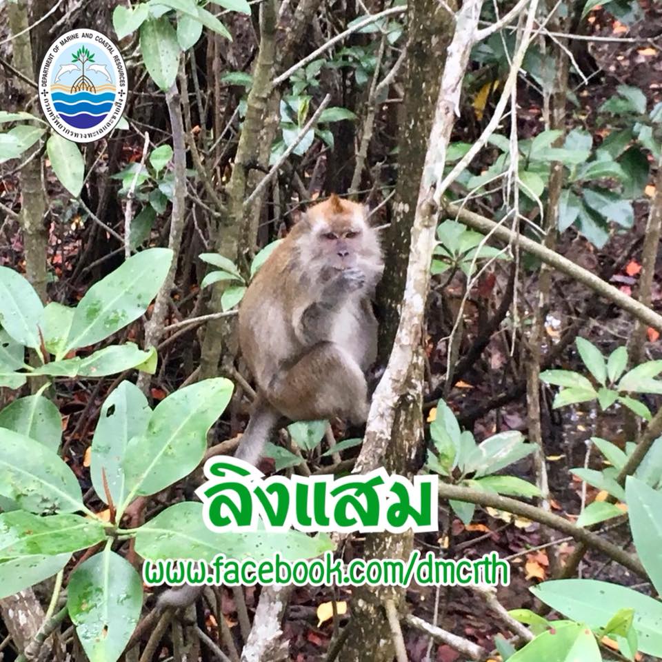 สวัสดี พี่น้องเครือข่ายรักษ์ทะเลไทย