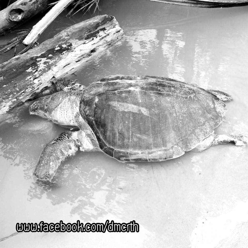 พบซากเต่าหญ้า เกยหาดหาดสุรินทร์