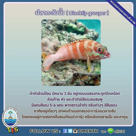 ปลากะรังบั้ง (Blacktip grouper)