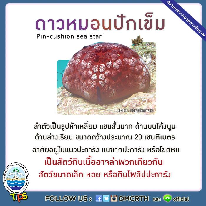 ดาวหมอนปักเข็ม (Pin-cushion sea star)