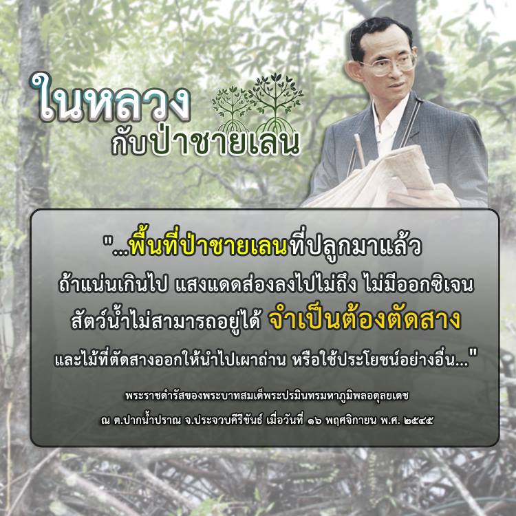 ตามรอยพ่อ รักษาป่าชายเลน