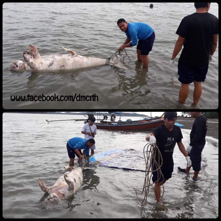 พบซากพะยูน เกยตื้นหาดทรายทอง ทะเลตรัง