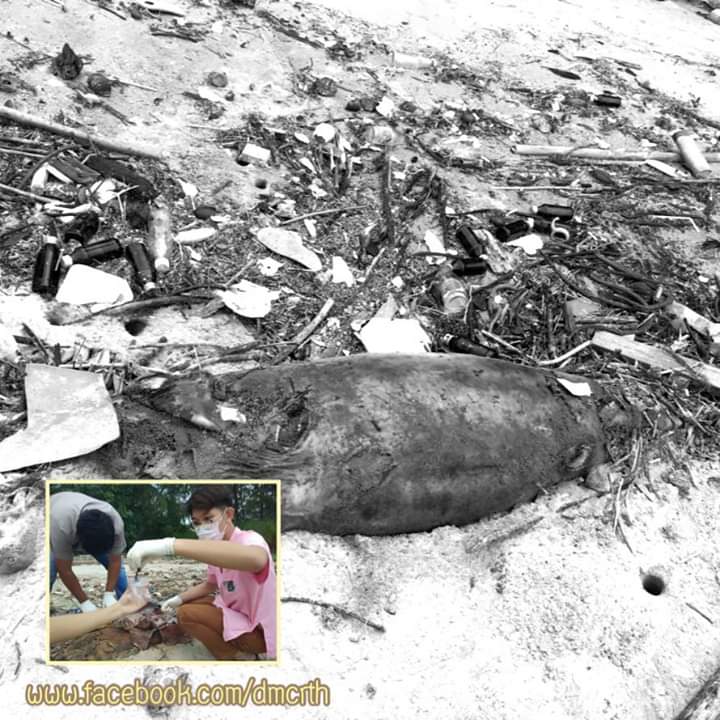 พบซากโลมาเกยตื้น หาดคลองสน ทะเลตราด