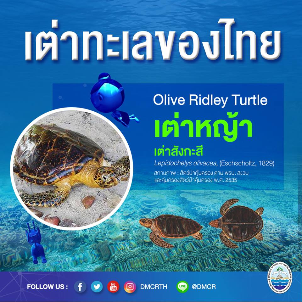 เต่าทะเลของไทย#๓ เต่าหญ้า