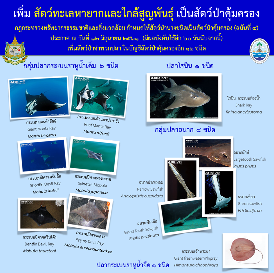 สายอนุรักษ์เฮ ทส. ประกาศเพิ่มสัตว์ทะเลหายากเป็นสัตว์ป่าคุ้มครอง