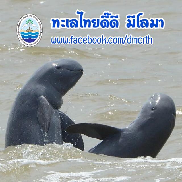 สวัสดี พี่น้องเครือข่ายรักษ์ทะเลไทย