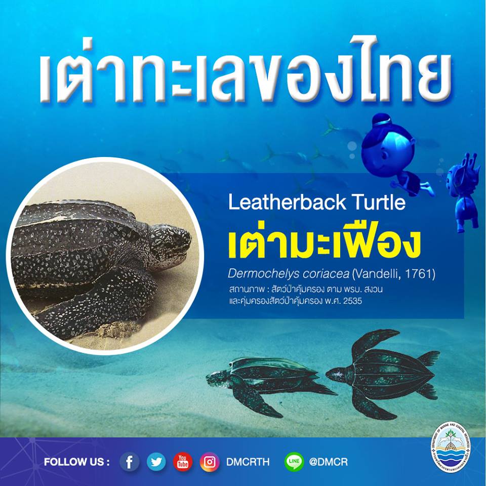 เต่าทะเลของไทย#๔ เต่ามะเฟือง