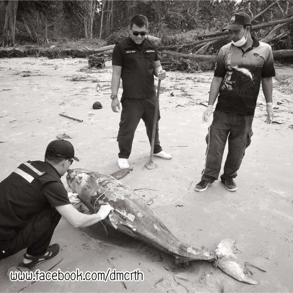 เศร้าใจ พบโลมาหลังโหนกเกยหาดหยงหลิง ตรัง