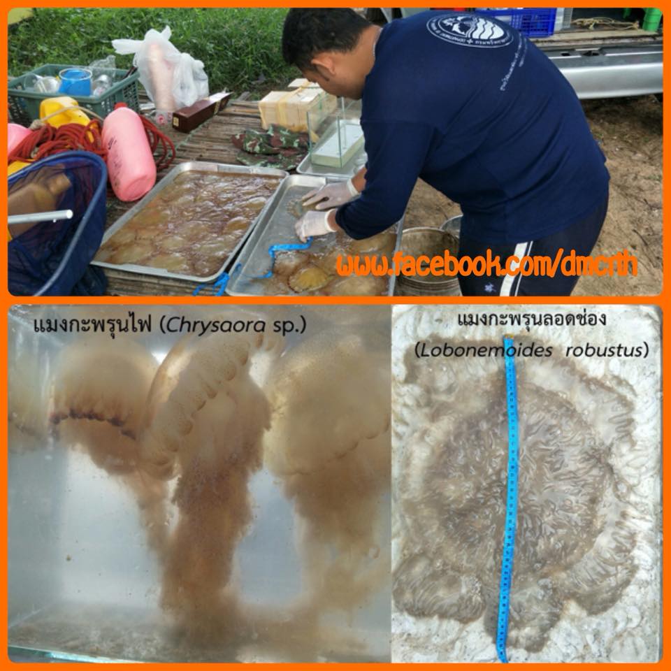 ฝนมา พบแมงกะพรุนไฟจำนวนมากที่หาดเมืองเพชรบุรี