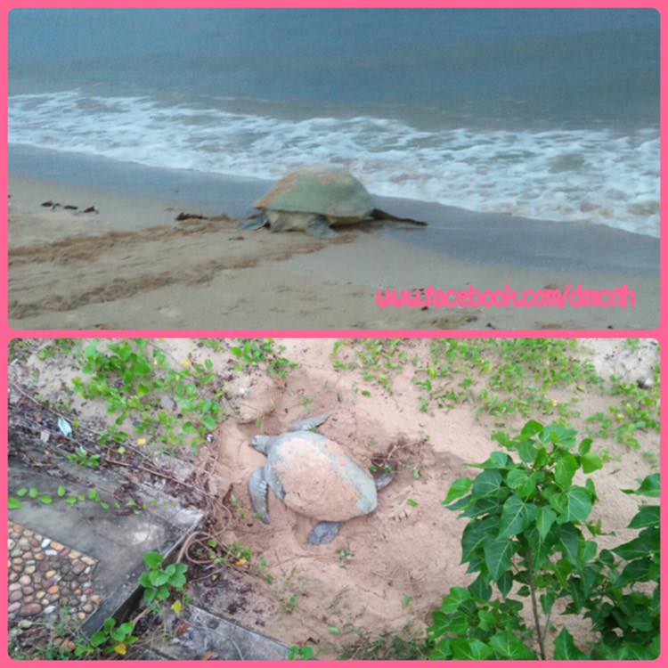 พบแม่เต่าตนุขึ้นเตรียมวางไข่หาดสะพลี ทะเลชุมพร