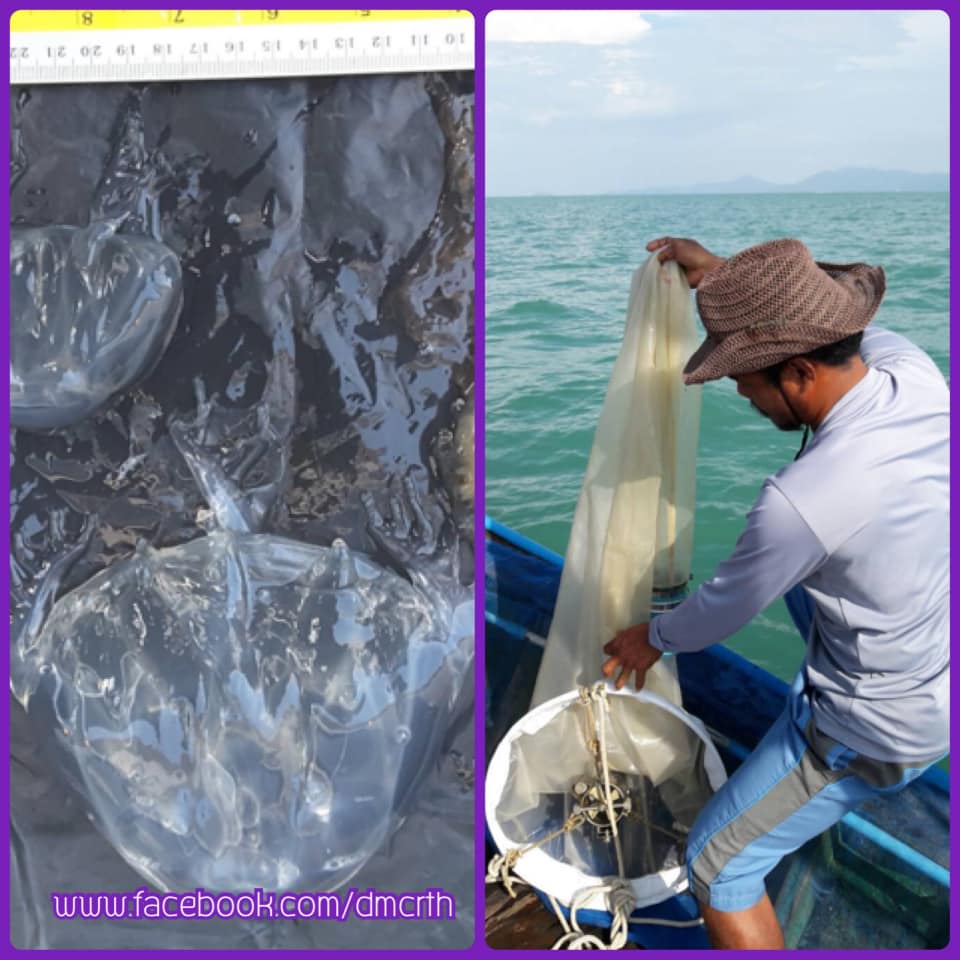 พบแมงกะพรุนกล่อง บริเวณหาดแม่น้ำ เกาะสมุย
