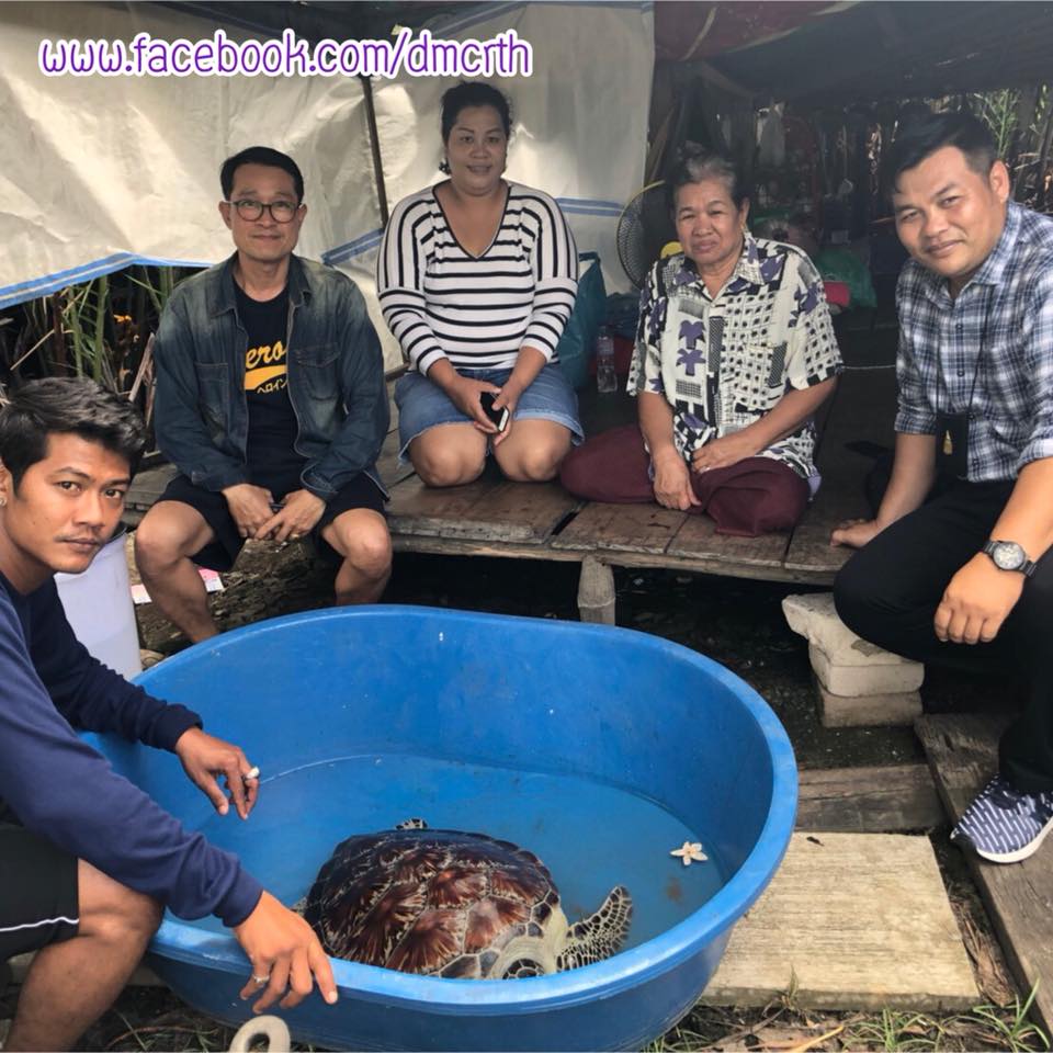 รอดแล้ว ช่วยกันเต่าตนุติดแหชาวประมงทะเลสมุทรสงคราม