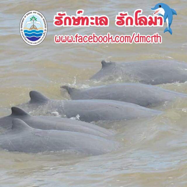 สวัสดี พี่น้องเครือข่ายรักษ์ทะเลไทย
