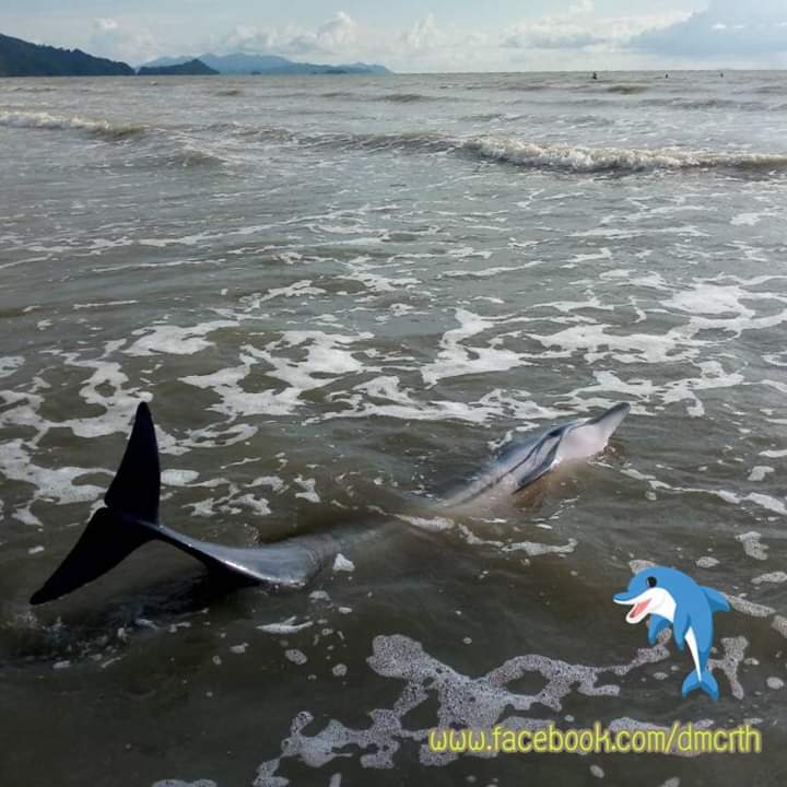 ระดมช่วยโลมาลายแถบ เกยตื้นชายหาดกาสิง สตูล
