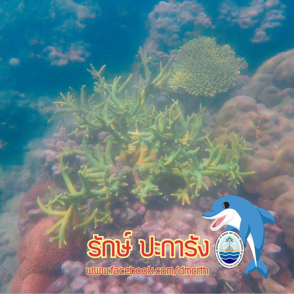 สวัสดี พี่น้องเครือข่ายรักษ์ทะเลไทย