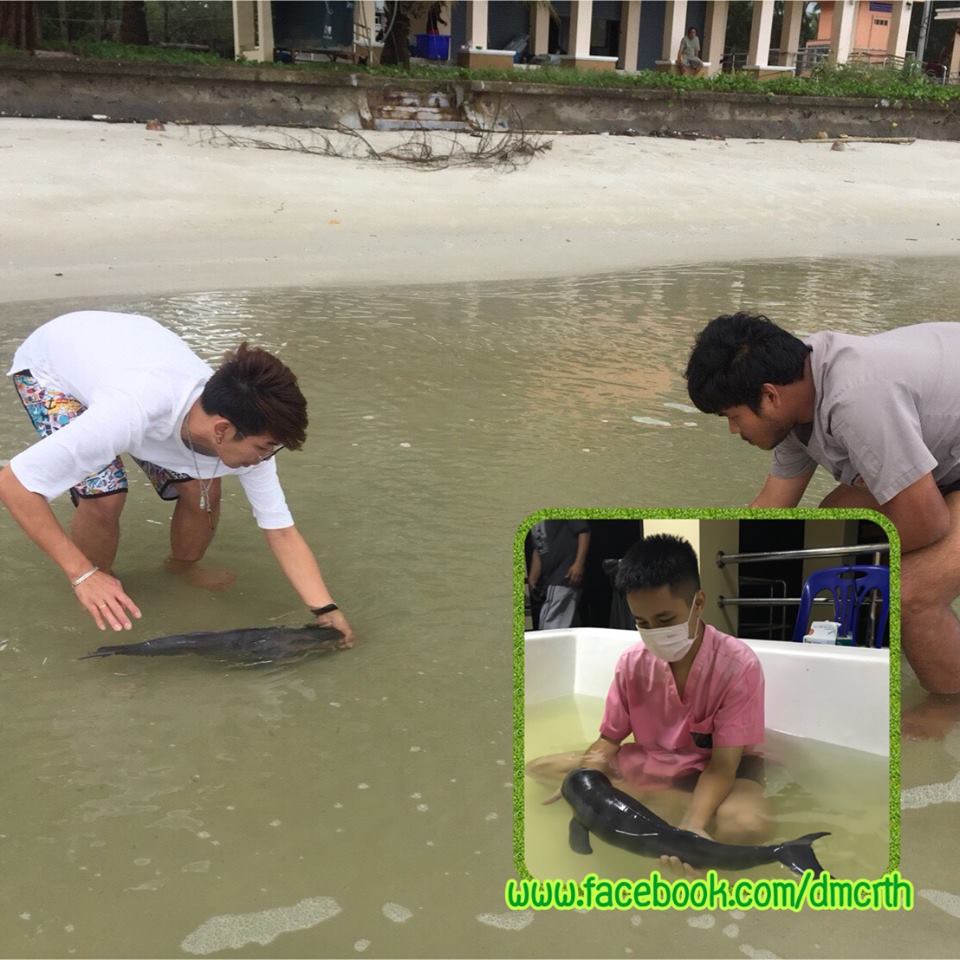 เฮ อาการลูกโลมาดีขึ้นตามลำดับ กินยาดูดนมได้มากขึ้น